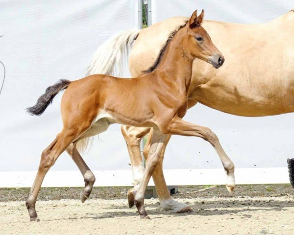 dressage horse Dakota (Westphalian, 2022, from Dynamic Dream)