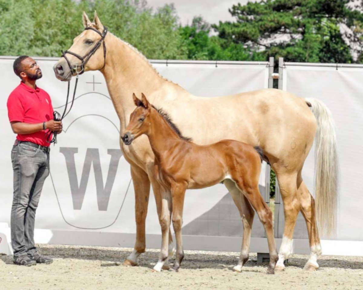 broodmare Hiliarite MD (Oldenburg, 2014, from Escolar)