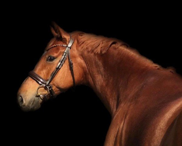 dressage horse Brabantino (German Sport Horse, 2014, from Belantis)