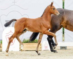 dressage horse Traumprinz (Westphalian, 2022, from Taurus)