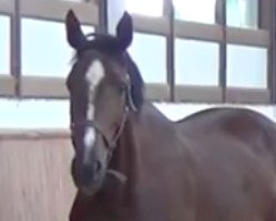 broodmare Kageena van't Hoogeinde (Belgian Warmblood, 2010, from Echo van het Spieveld)