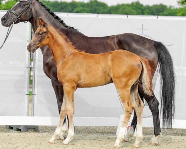 dressage horse Fendi (Westphalian, 2022, from Fynch Hatton)