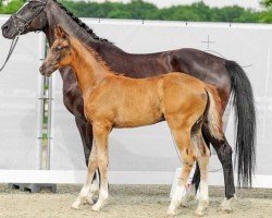 dressage horse Fendi (Westphalian, 2022, from Fynch Hatton)