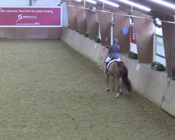 Reitturnier Bad Salzuflen 2024