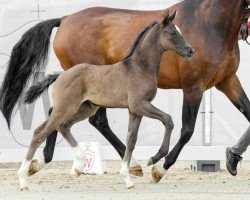 dressage horse Dark Diva (Westphalian, 2022, from Dimaggio Black)