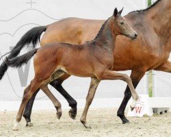 dressage horse Fürstin Franzi (Westphalian, 2022, from Franziskus FRH)