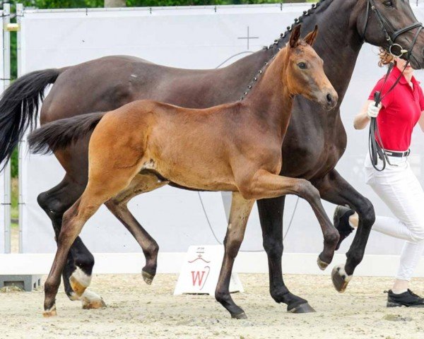 dressage horse Marena (Westphalian, 2022, from E.H. Millennium)