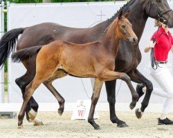 dressage horse Marena (Westphalian, 2022, from E.H. Millennium)