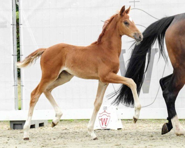 dressage horse Flona HW (Westphalian, 2022, from Fürst Jazz)