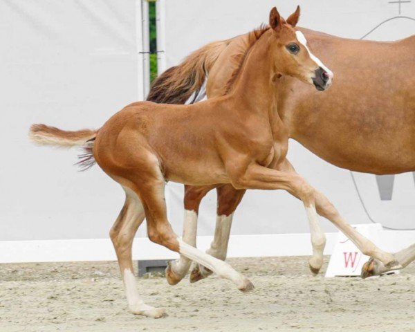 Dressurpferd Quaterboy (Westfale, 2022, von Quaterback)