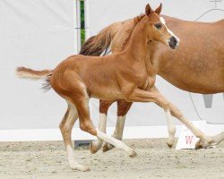 dressage horse Quaterboy (Westphalian, 2022, from Quaterback)