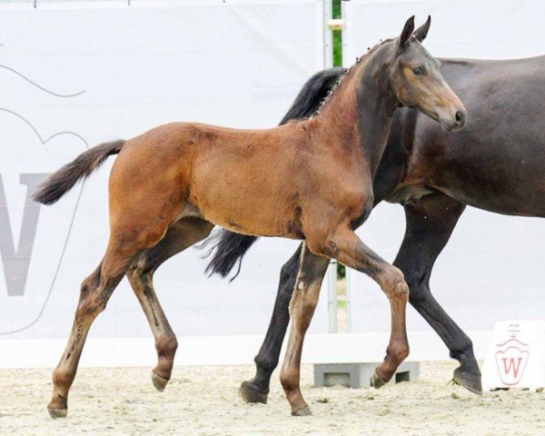 dressage horse Impression (Westphalian, 2022, from Infantino)