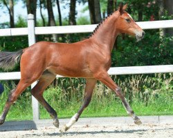 jumper Obama van de Fruitkorf (Belgian Warmblood, 2014, from Numero Uno)