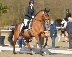 dressage horse Ella M 3 (Hanoverian, 2018, from Escolar)