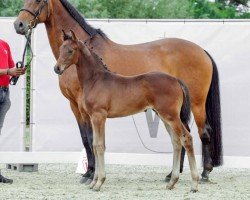 horse Hengst von Fame / Amantus (Westfale, 2022, from Fame)