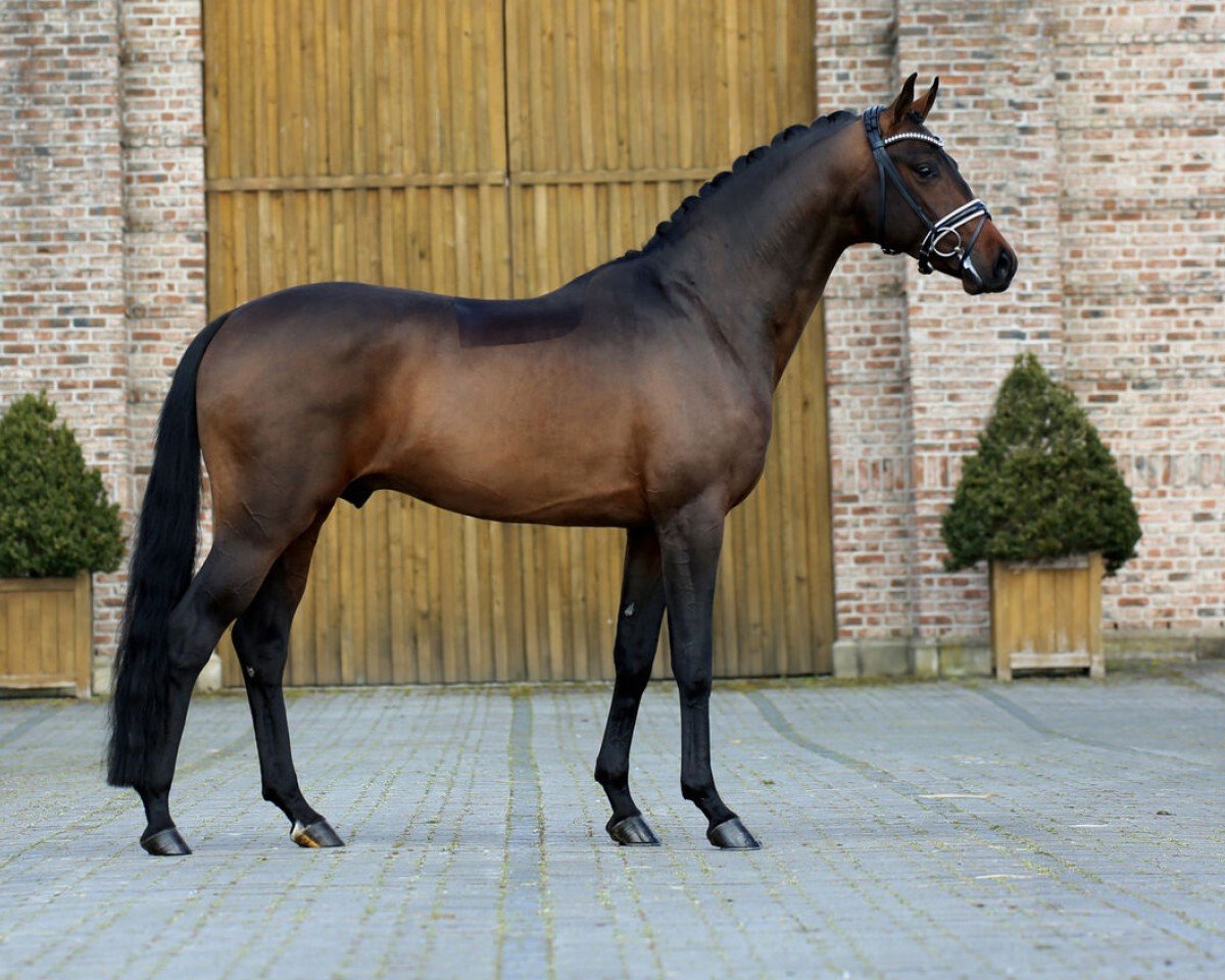 Deckhengst Fame (Hannoveraner, 2018, von For Romance I)