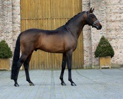 stallion Fame (Hanoverian, 2018, from For Romance I)