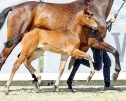 dressage horse Stute von Toto Gold / Sandro Hit (Westphalian, 2022, from Toto Gold)