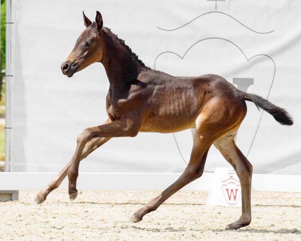 dressage horse Dakota Gold W (Westphalian, 2022, from Despacito 16)