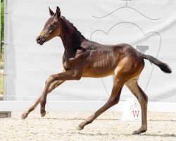 dressage horse Dakota Gold W (Westphalian, 2022, from Despacito 16)