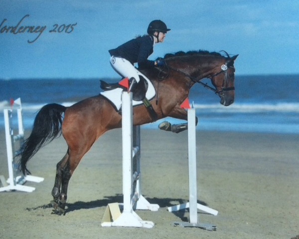 Springpferd Chocolat Charmeur (Zangersheide Reitpferd, 2004, von Lagrain)