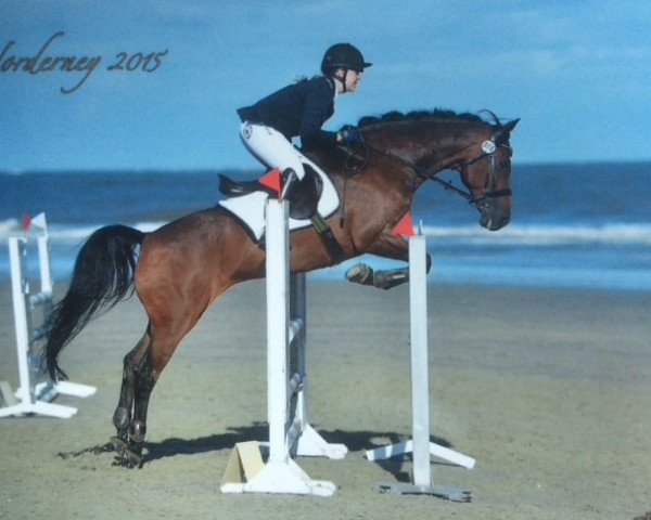 jumper Chocolat Charmeur (Zangersheide riding horse, 2004, from Lagrain)