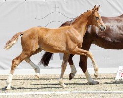 dressage horse Europa (Westphalian, 2022, from Escolar)