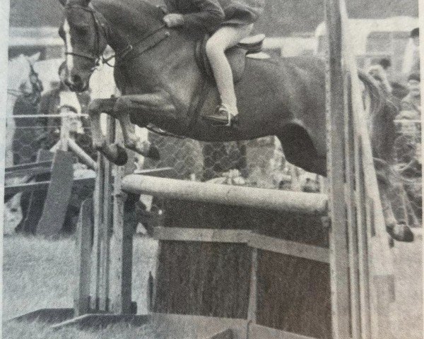 Pferd Lydstep Woodcock (British Riding Pony, 1972, von Downland Tanglewood)