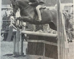 horse Lydstep Woodcock (British Riding Pony, 1972, from Downland Tanglewood)