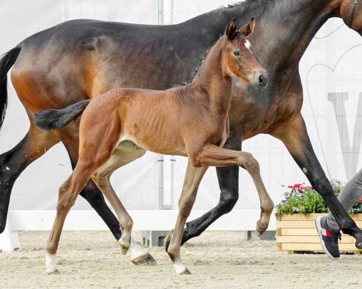 dressage horse Fantastica (Westphalian, 2022, from Franziskus FRH)