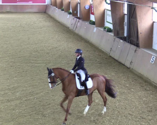 Reitturnier Bad Salzuflen 2024