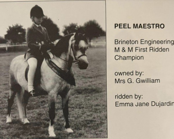 horse Peel Maestro (Welsh mountain pony (SEK.A), 1987, from Revel Hello)