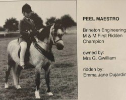 Pferd Peel Maestro (Welsh Mountain Pony (Sek.A), 1987, von Revel Hello)