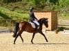 dressage horse Lucky Luigi (German Riding Pony, 2008, from Lucky Strike)