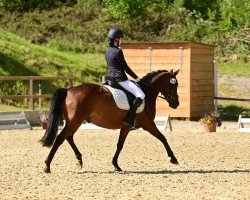 dressage horse Lucky Luigi (German Riding Pony, 2008, from Lucky Strike)