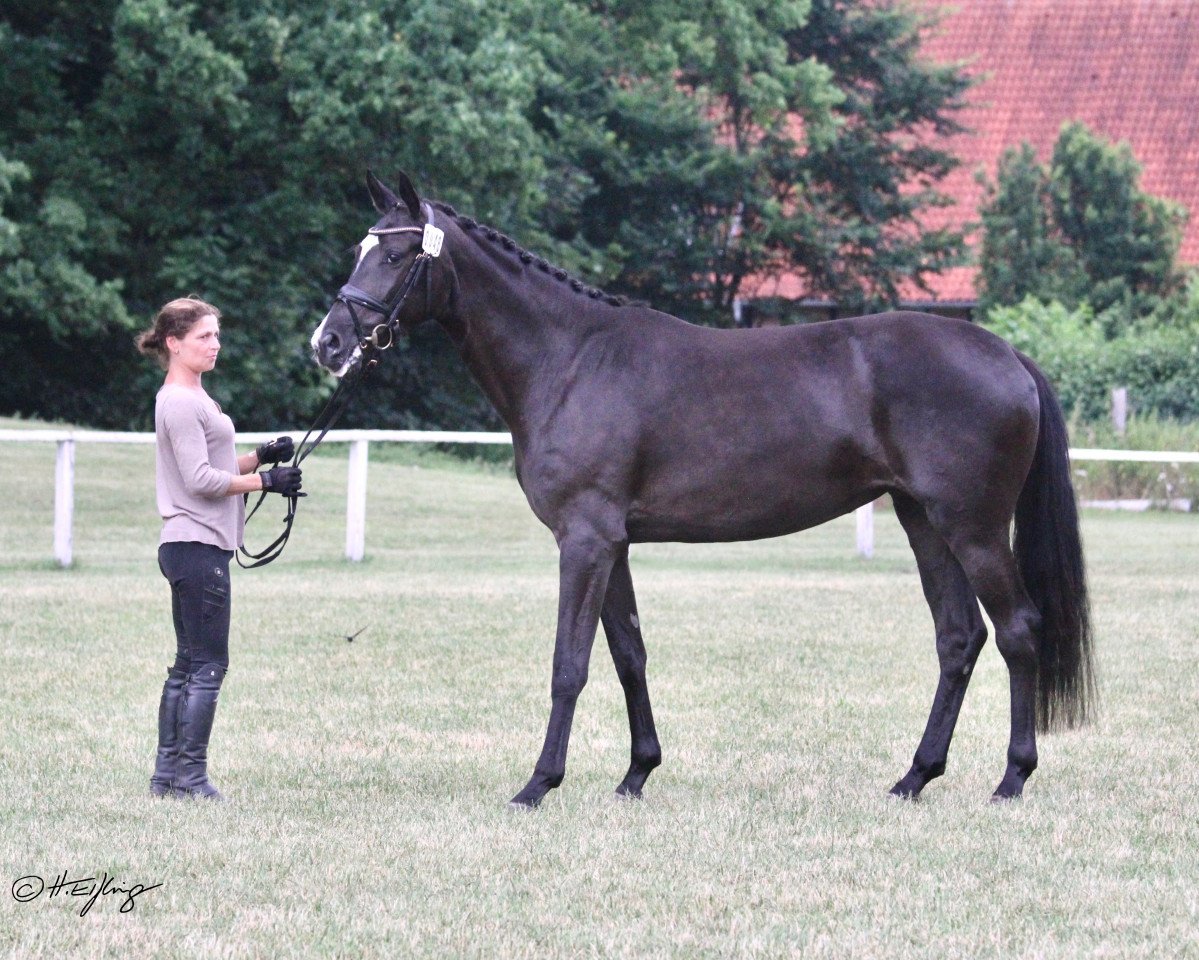 broodmare Shakespeare's Secret (Westphalian, 2017, from Sir Heinrich OLD)