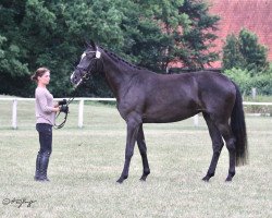 broodmare Shakespeare's Secret (Westphalian, 2017, from Sir Heinrich OLD)