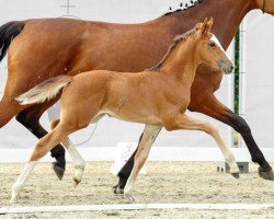 dressage horse Zafira (Westphalian, 2022, from Zoom)