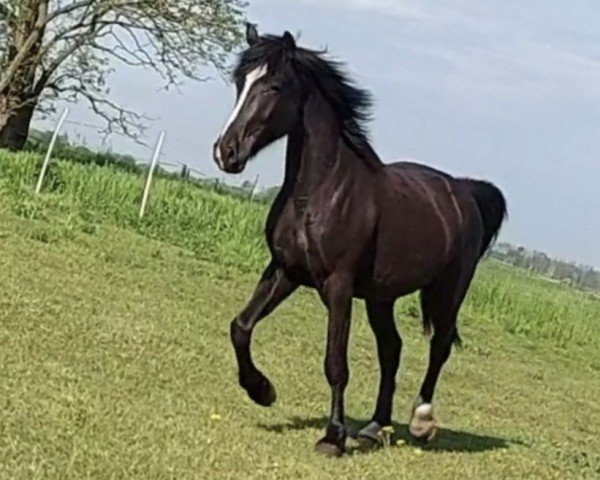 horse Tulle (German Warmblood, 2020)