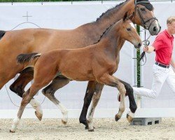 dressage horse Favourite Boy (Westphalian, 2022, from Fürst Toto)