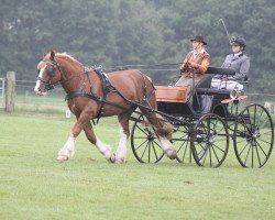 Deckhengst Filius (Schleswiger Kaltblut, 2011, von Wacholder)