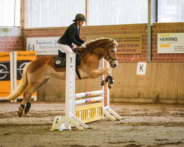 jumper Flash of Moonlight (Haflinger, 2017)