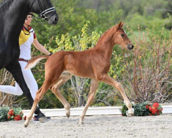 dressage horse Quanto Fino (German Sport Horse, 2021, from Quaterback)