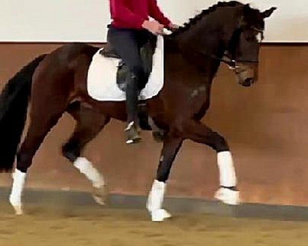 dressage horse Royal D (Hanoverian,  , from Royal Discovery 6)