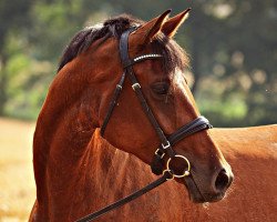 jumper Rebell's Rihanna (Hanoverian, 2009, from Rebell Junior)