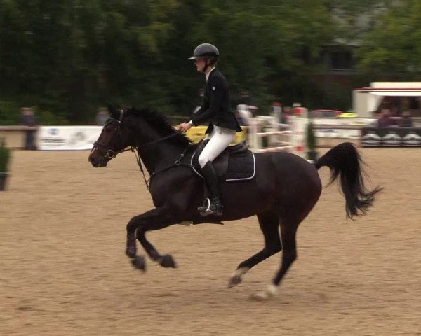 Reitturnier Albersdorf Dithmarsenpark 2021