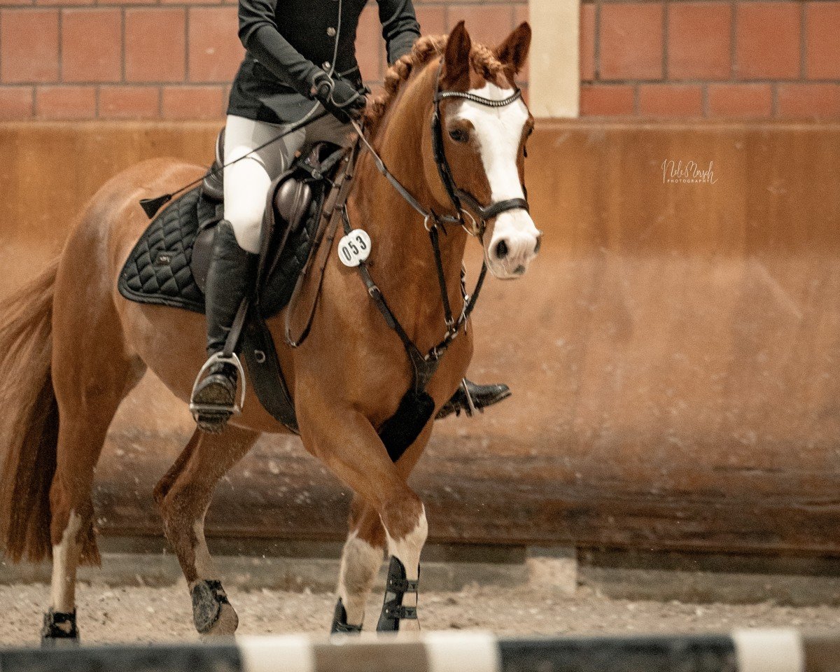 jumper Bentano 6 (German Riding Pony, 2016, from Basall)