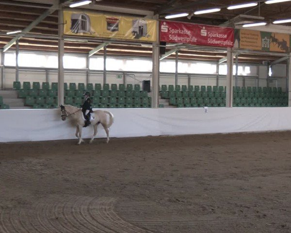 Reitturnier Zweibrücken-Landgestüt / Halle 2024