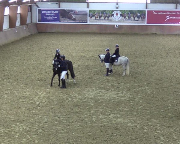 Reitturnier Bad Salzuflen 2024