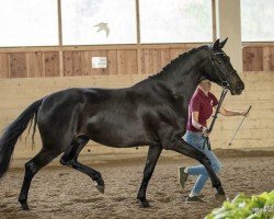 broodmare Siena 79 (Trakehner, 2017, from Kentucky)